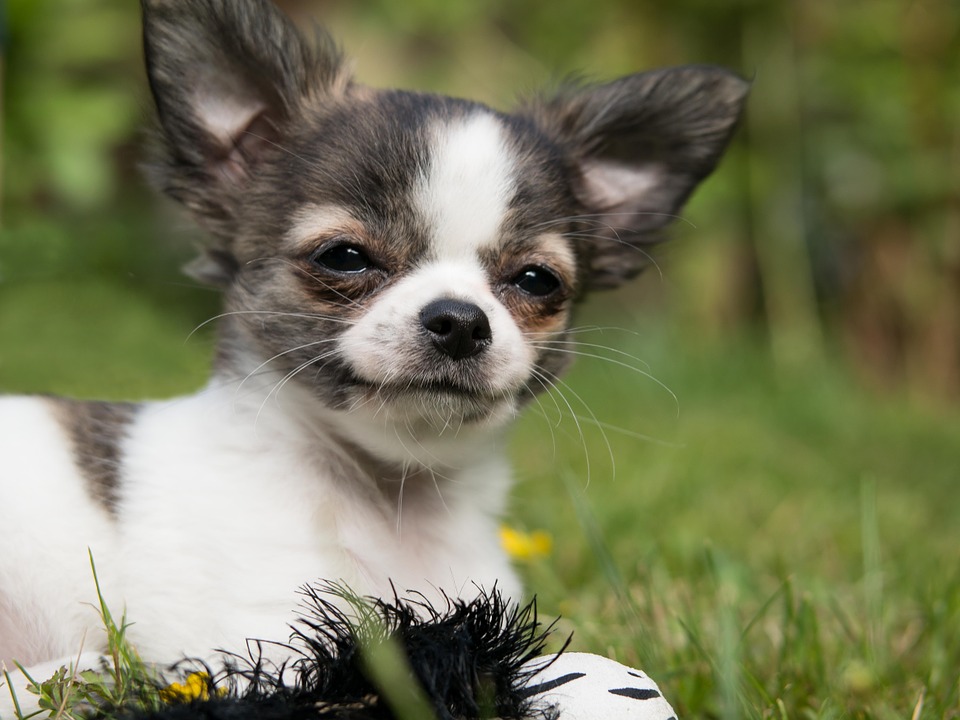 chihuahua-810789_960_720 NJ Doggie Daycare at Canine Sleepover Dog Boarding