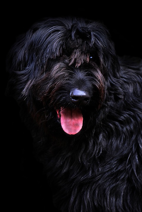 riesenschnauzer-2667335_960_720 NJ Doggie Daycare at Canine Sleepover Dog Boarding