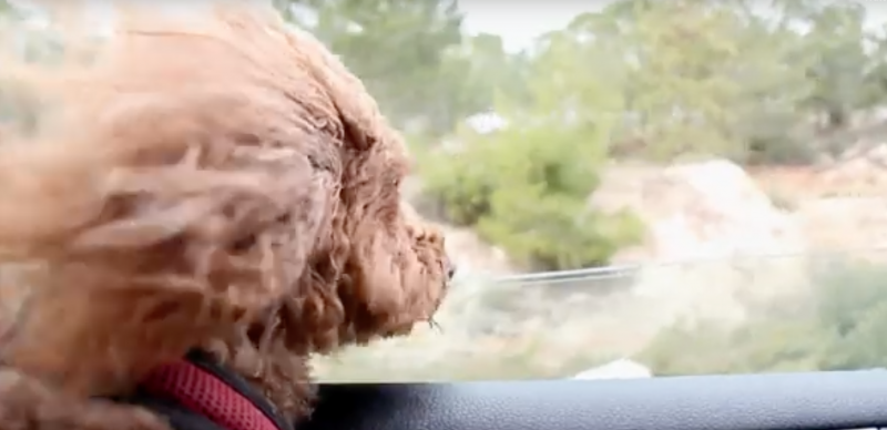 Lulu on her way to Canine Sleepover A dog with fluffy brown fur, wearing a red collar, looks out of a car window. Its fur is blowing in the wind as greenery and trees blur by, dreaming of its next adventure at the dog boarding day care.